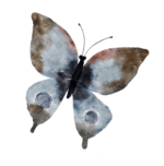 Schmetterling rechts Icon