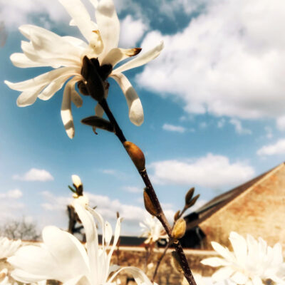 magnolienblüte-nah-1000px